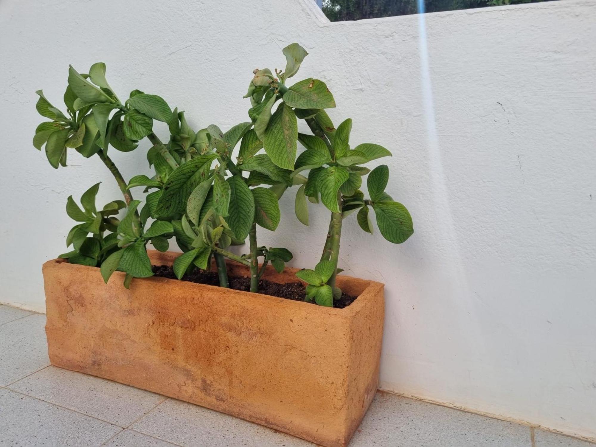 La Casa De Las Palomitas Corralejo Exteriér fotografie